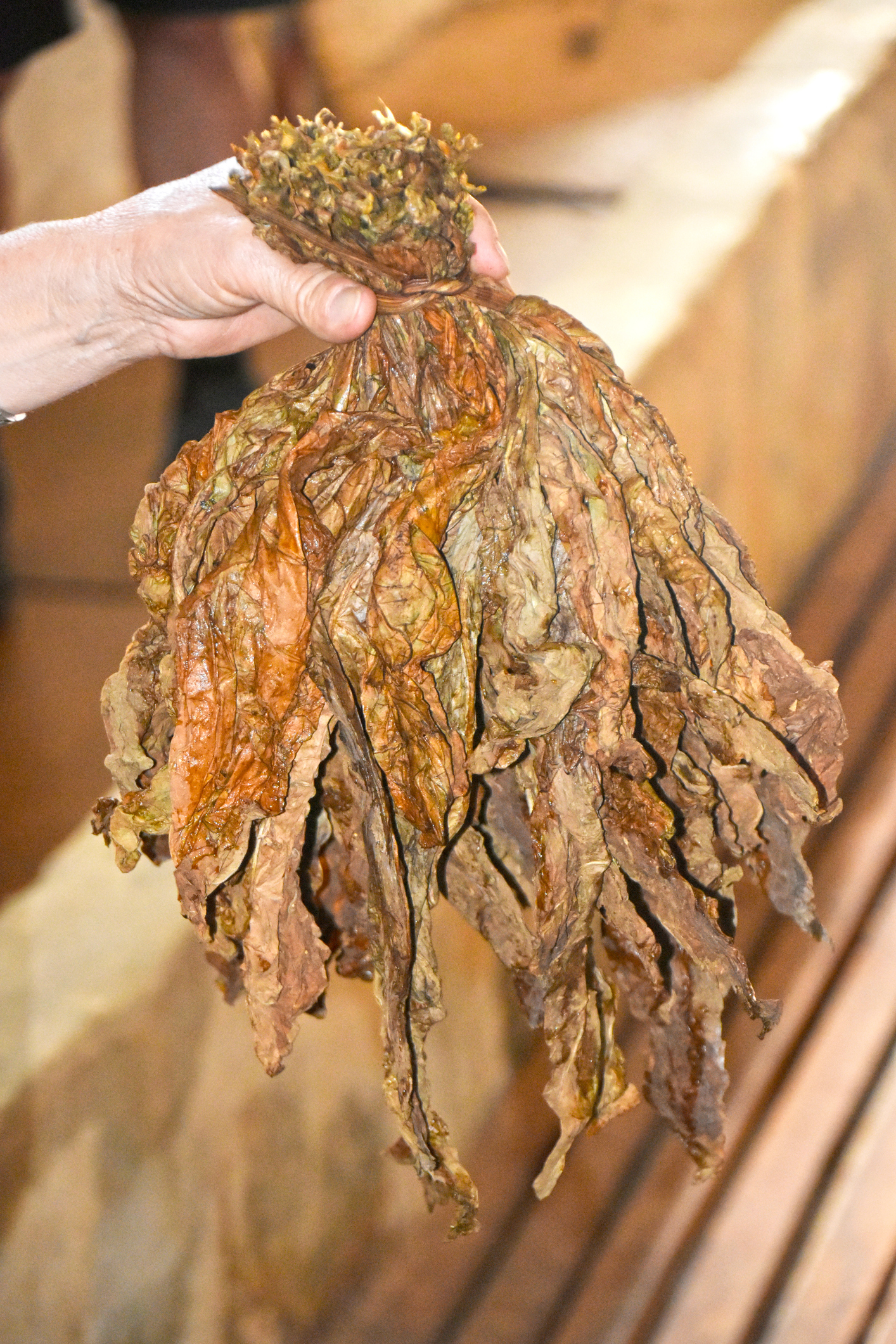 Dried Cuban Tobacco leaf bundle